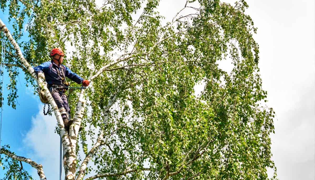 Cheapest tree removal in leicester