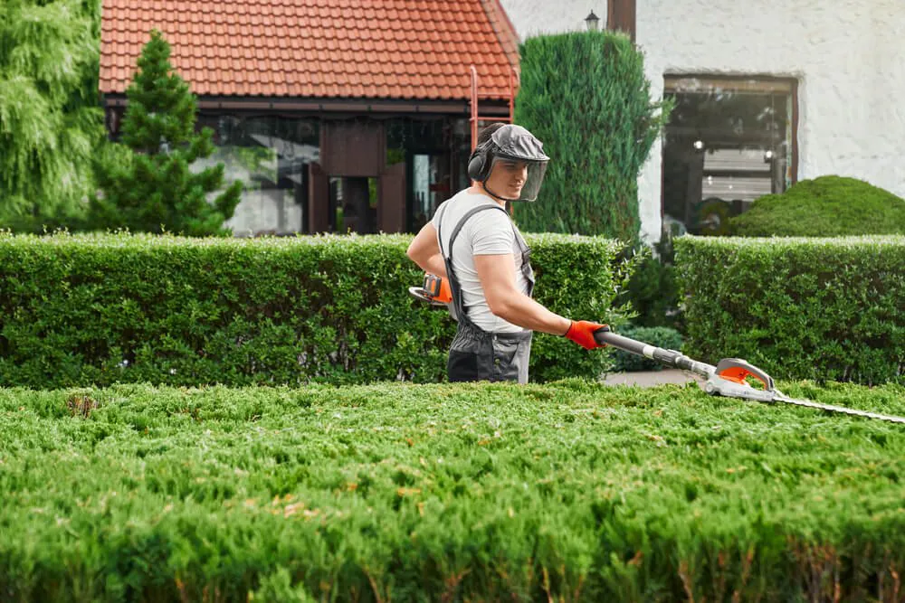 Hedge trimming 2